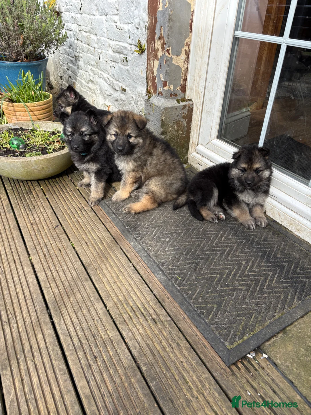 German Shepherd dogs for sale: German shepherd puppies - Advert 1