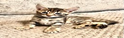 Savannah cats for sale: F4 Savannah kittens  - Advert 20