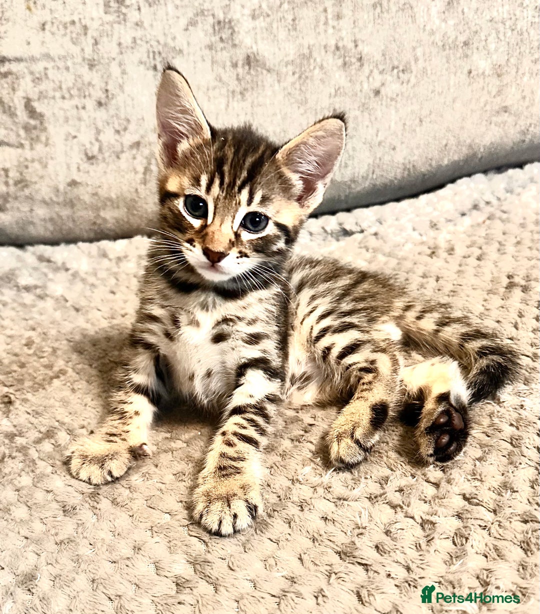 Savannah cats for sale: F4 Savannah kittens  - Advert 20