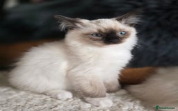 Ragdoll cats for sale: Quality Ragdoll Kittens - Image 3
