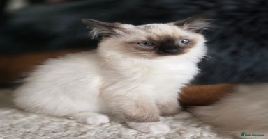 Ragdoll cats - Advert 5