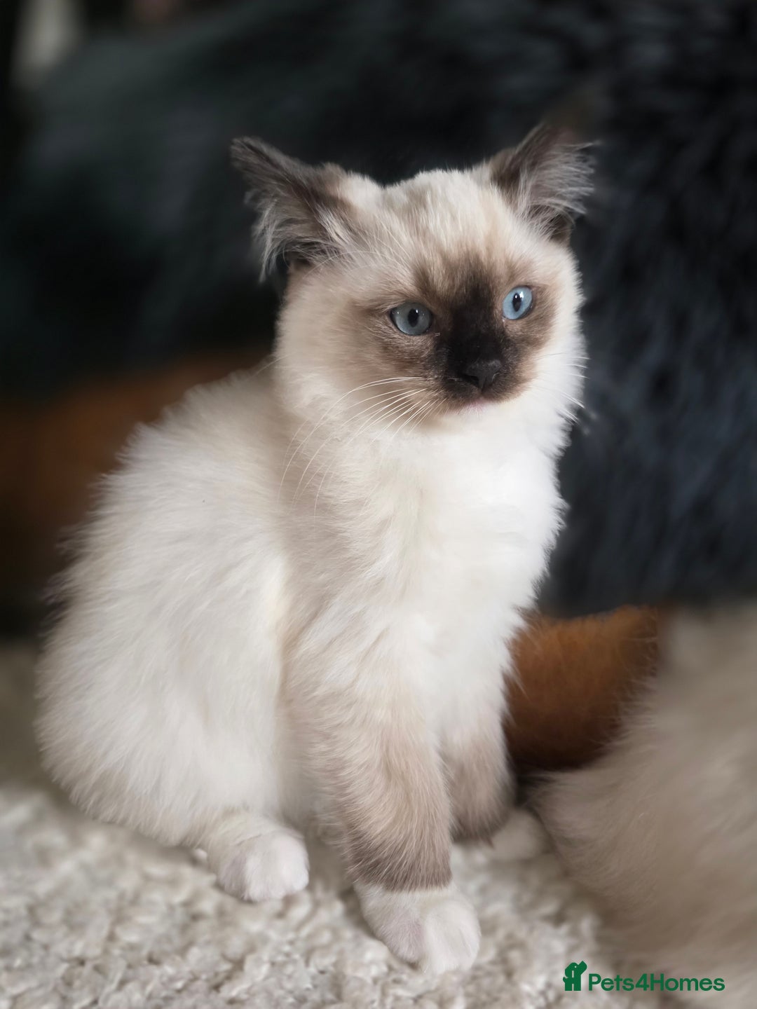Ragdoll cats for sale: Quality Ragdoll Kittens - Image 3