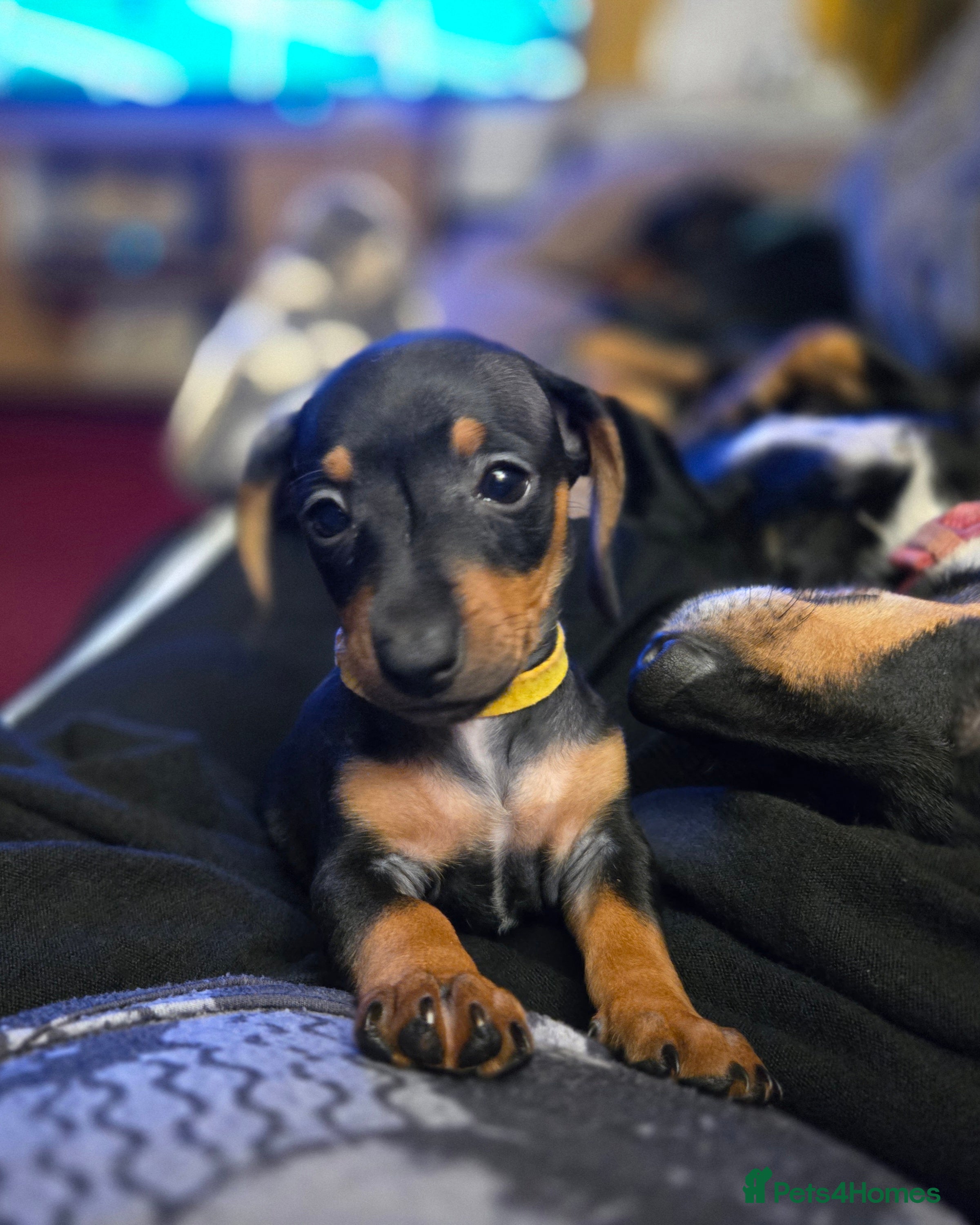 Dachshund dogs Miniature Dachshund, 1 Girl Left - Advert 8