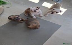 Mixed Breed dogs for sale: Mum frenchie dad English bulldog  - Image 3
