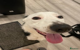 Border Collie dogs for sale: Finn the Border Collie  - Image 5