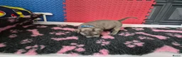 Staffordshire Bull Terrier dogs for sale: Staffordshire bull terrier pups in Leeds - Advert 26