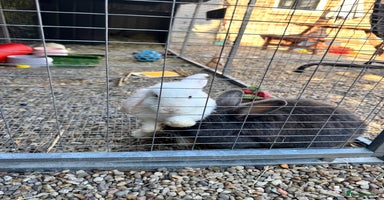 Mini Lop rabbits - Advert 7