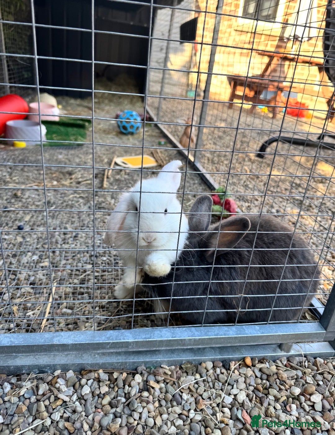 Mini Lop rabbits for sale: Bonded pair of female rabbits - Image 3