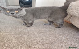 British Shorthair cats for sale: Beautiful pedigree bsh babies  - Image 10