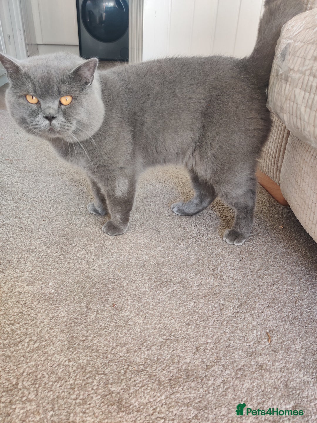 British Shorthair cats for sale: Beautiful pedigree bsh babies  - Image 10