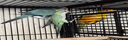 Parakeets birds for sale: Finches canarys parakeets parrots  - Advert 1