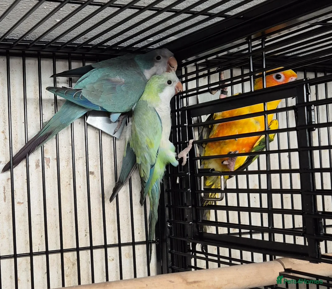 Parakeets birds for sale: Finches canarys parakeets parrots  - Advert 1