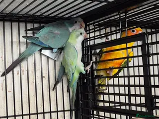 Parakeets birds Finches canarys parakeets parrots - Advert 2