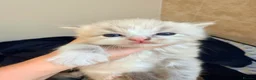 Ragdoll cats for sale: 3 tica reg ragdolls  - Advert 23