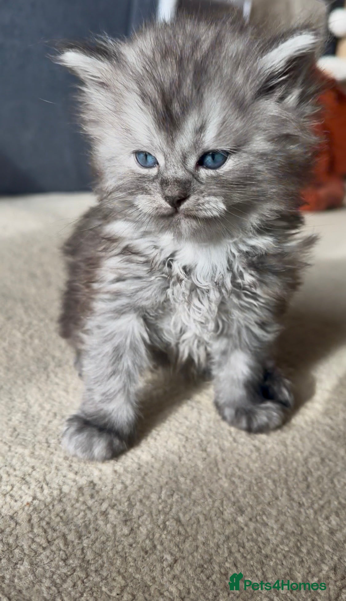 Perdoll cats DOLL-FACE PERDOLL (PERSIAN-RAGDOLL) KITTENS - Advert 1