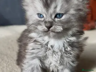 Perdoll cats DOLL-FACE PERDOLL (PERSIAN-RAGDOLL) KITTENS - Advert 5