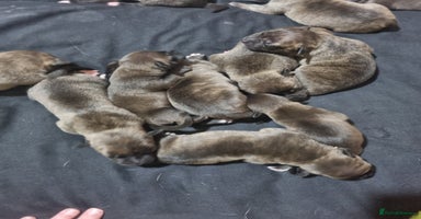 Mixed Breed dogs - Advert 2