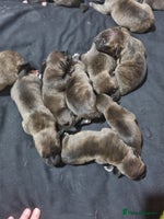 Mixed Breed dogs - Advert 2