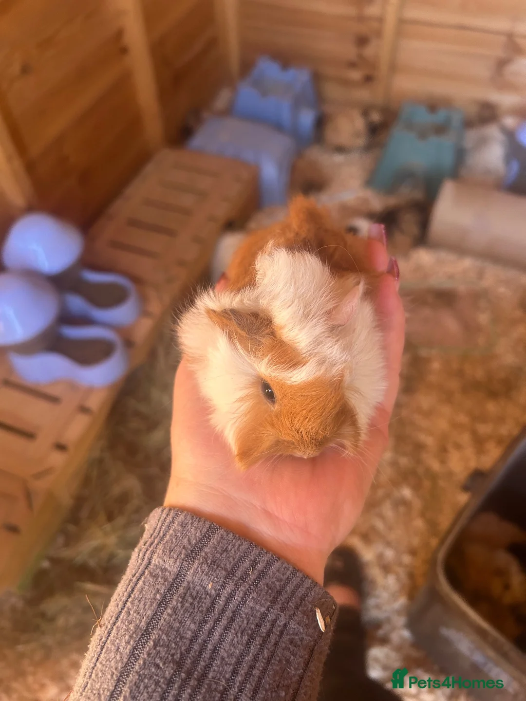 Guinea Pig rodents for sale: Male guinespigs  - Advert 2