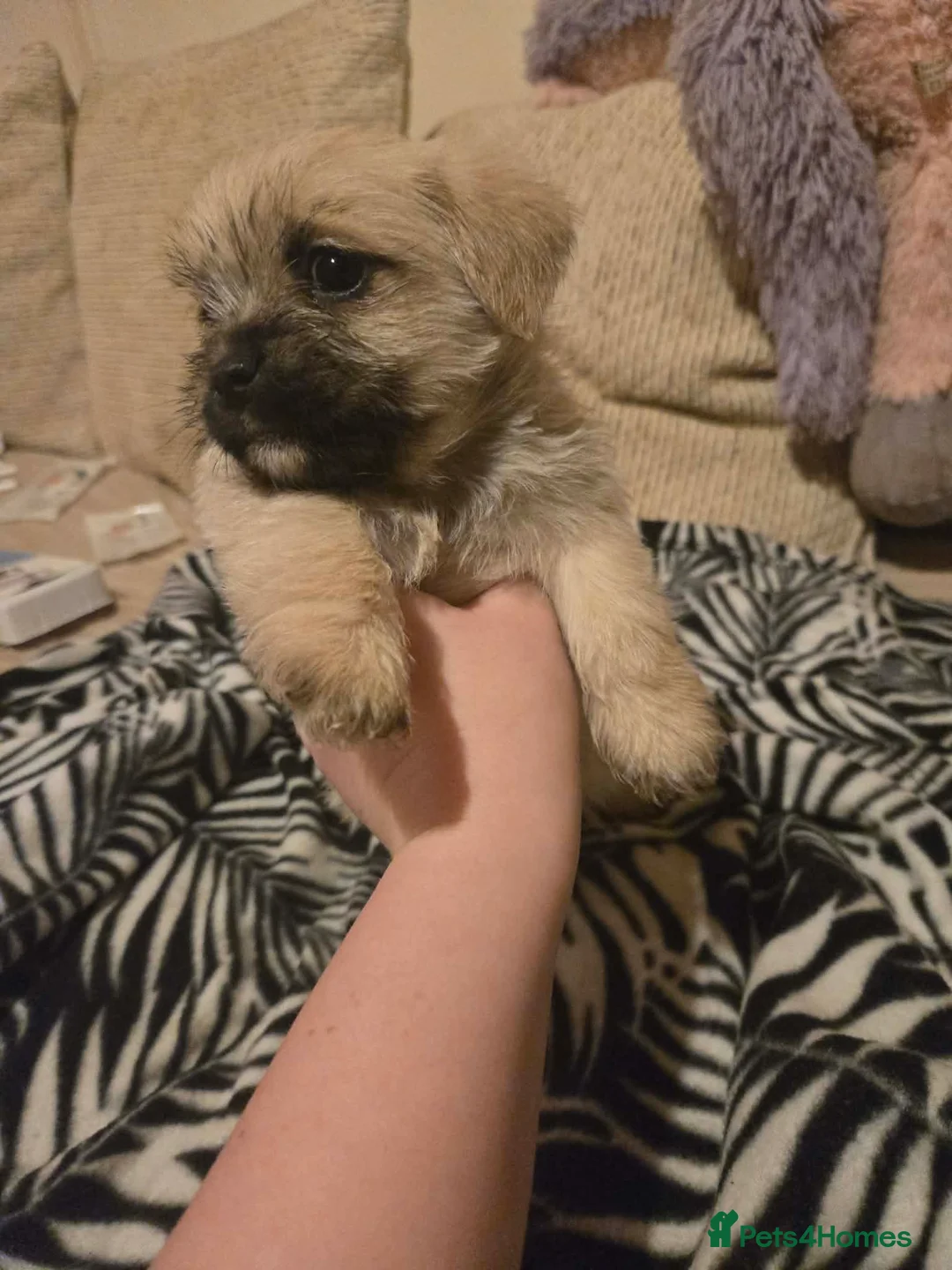 Mixed Breed dogs for sale: Cavachon x jug pups for sale ready now  - Advert 4
