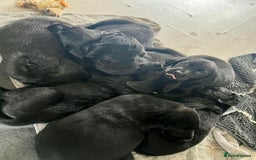 Goldador dogs for sale: Goldador puppies for sale  - Image 1