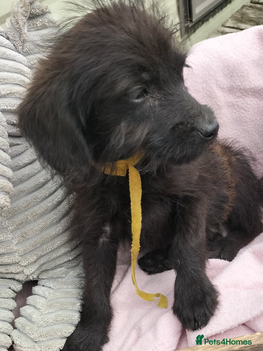 Labradoodle dogs for sale: Miniature Labradoodle puppies  - Image 20