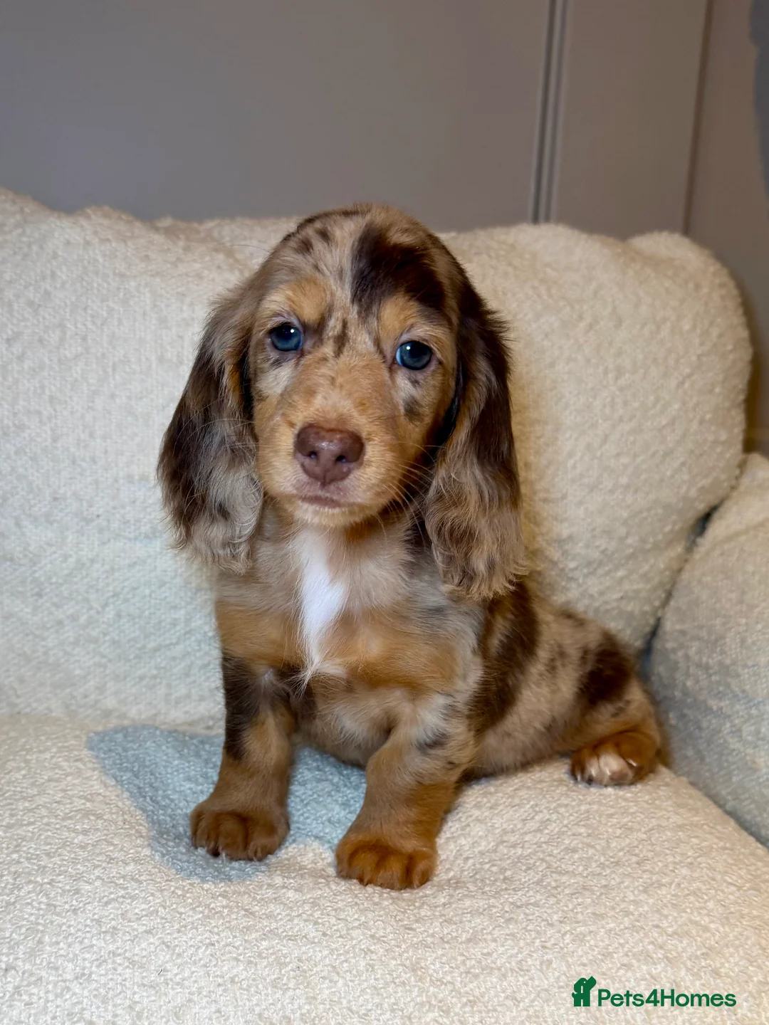 Miniature Dachshund dogs for sale: Expecting Chocolate long hair dapples  - Advert 7