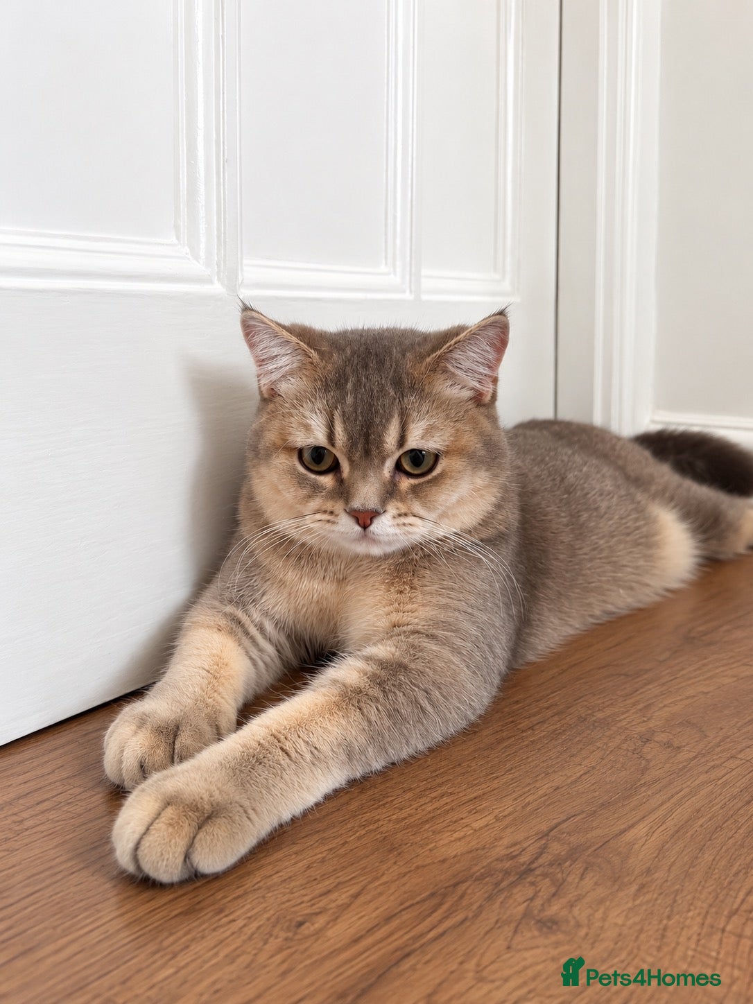 British Shorthair cats GCCF .BSH Golden Blue 🦋Enzo - Advert 4