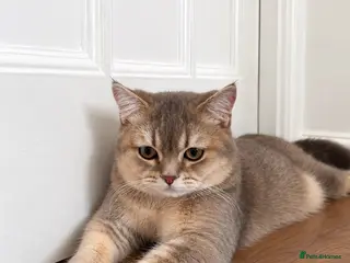 British Shorthair cats GCCF .BSH Golden Blue 🦋Enzo - Advert 4