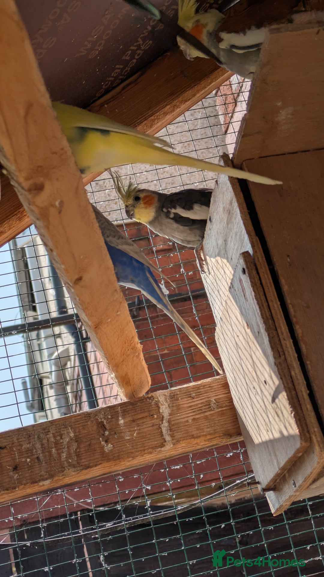 Cockatiels birds for sale: Breeding pair of cockatiels  - Image 5