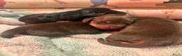 Miniature Dachshund dogs for sale: Miniature Dachshund Puppies – 3 Girls Available!  in Chelmsford - Advert 4