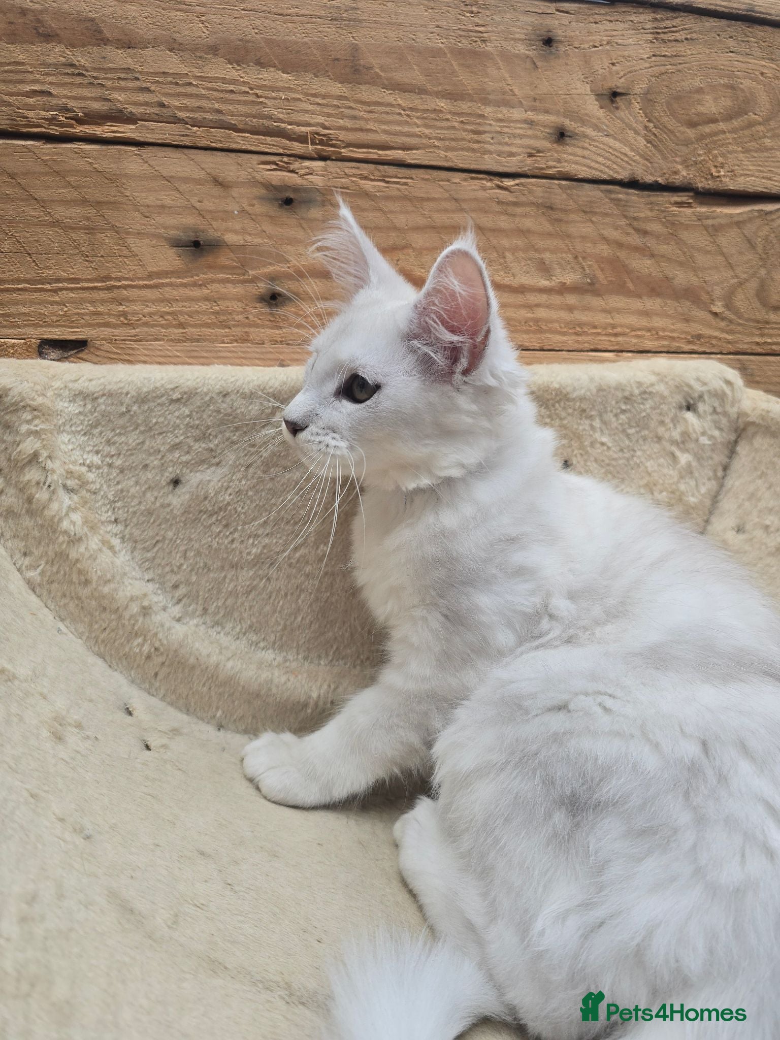 Maine Coon cats READY NOW - Maine Coons Shaded Shell Silver - Advert 2