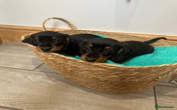 Miniature Dachshund dogs for sale: Miniature dachshund  - Image 9