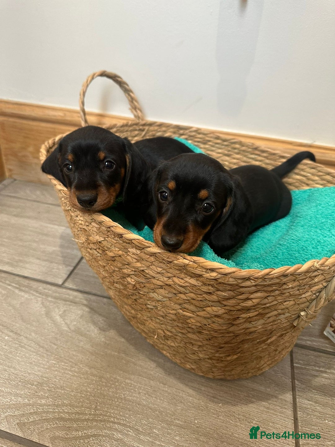 Miniature Dachshund dogs for sale: Miniature dachshund  - Image 9