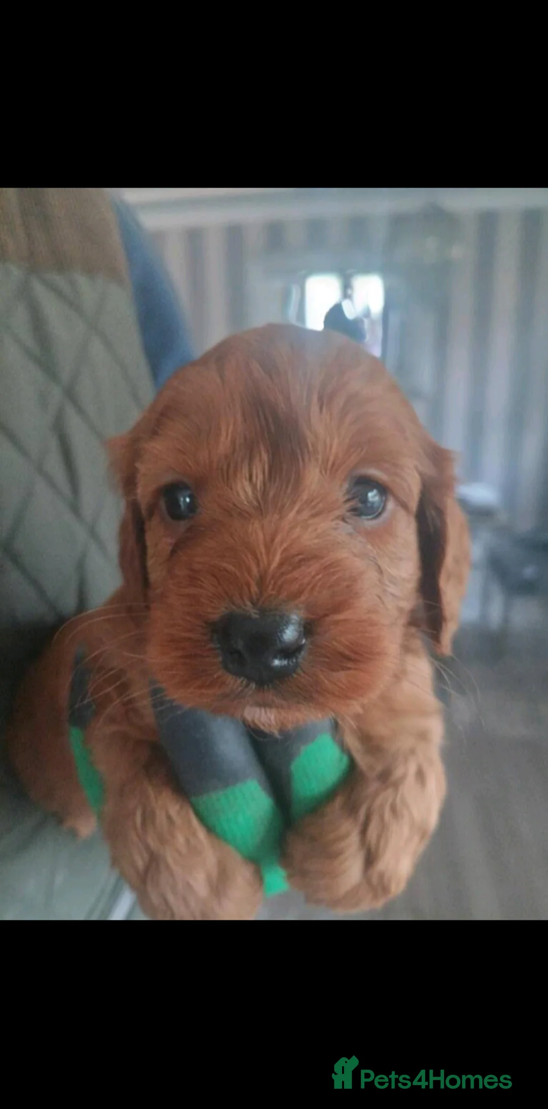 Cockapoo dogs for sale: Cockapoo puppies in Glenrothes - Advert 12