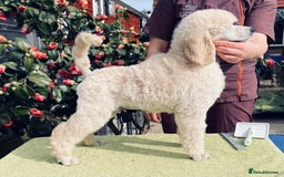 Standard Poodle dogs for sale: Outstanding Standard Poodle Puppies - Image 2