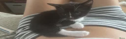 Mixed Breed cats for sale: 5 Adorable Kittens Looking for Their Forever Homes - Advert 10