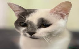 British Shorthair cats for sale: British Shorthair Cross (Half-Pedigree)  - Image 1