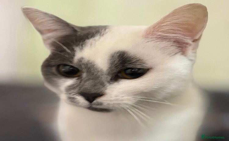 British Shorthair cats - Advert 11