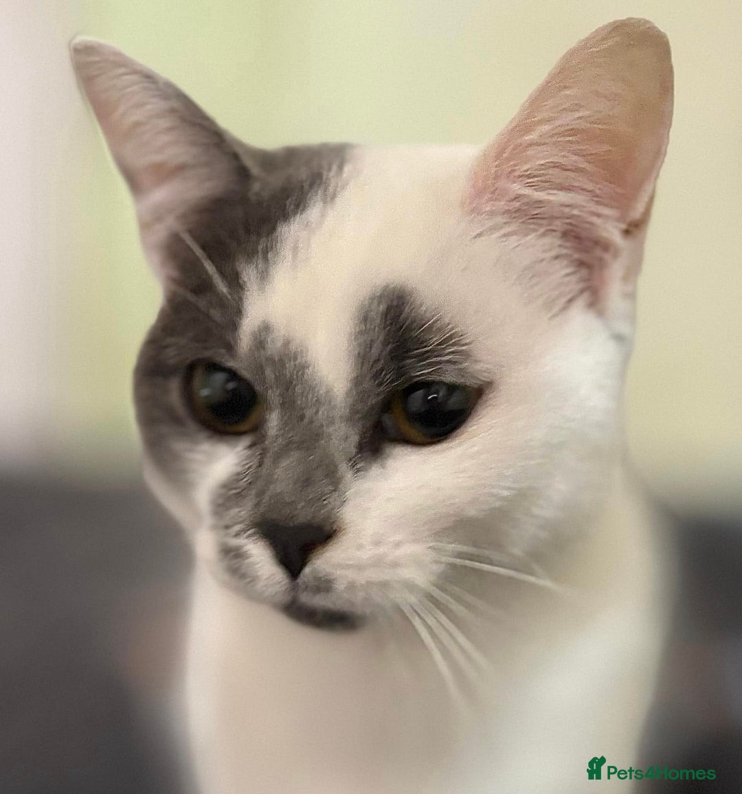 British Shorthair cats for sale: British Shorthair Cross (Half-Pedigree)  - Image 1