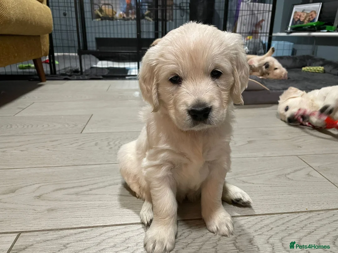 Golden Retriever dogs for stud: Gorgeous KC registered golden retriever Stud,  - Advert 15