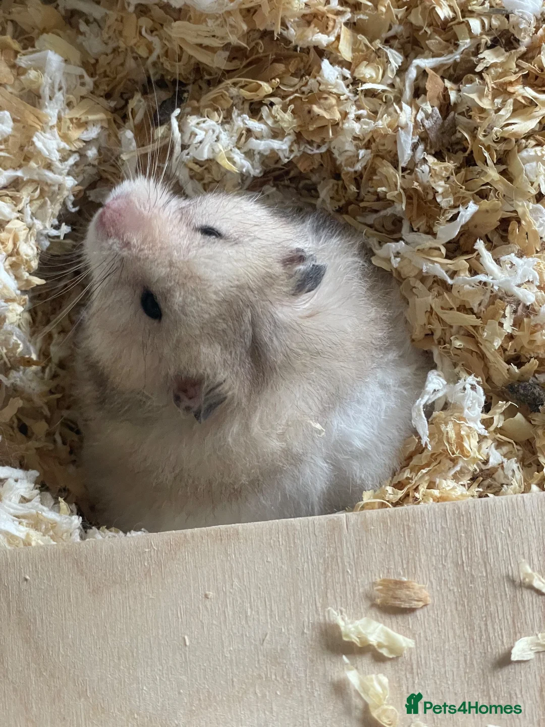 Hamster rodents for sale: Free to good home Syrian Hamster - Advert 2