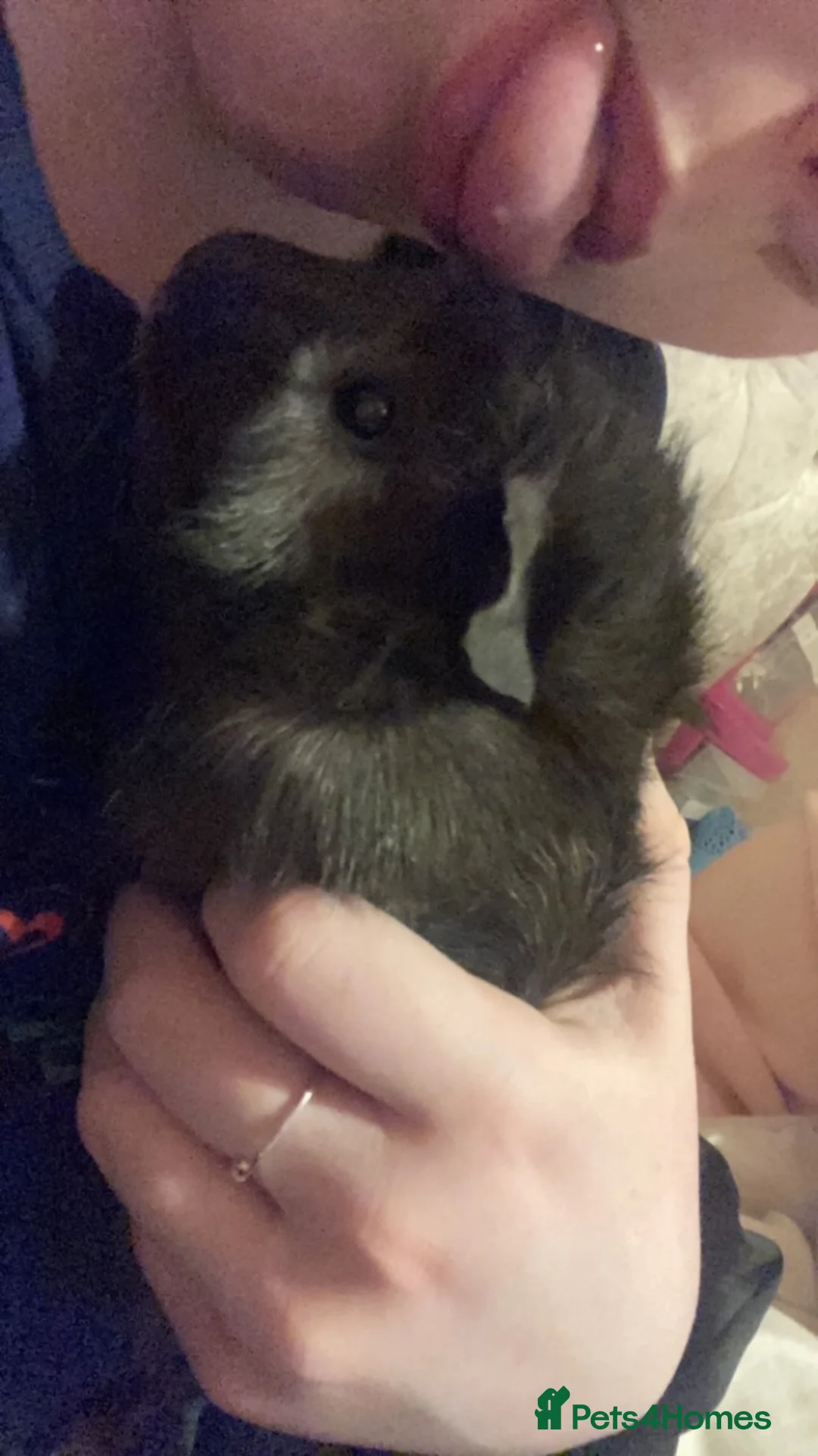 Guinea Pig rodents for sale: gunie pigs for sale in Bacup - Advert 4
