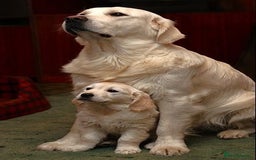 American Bull Staffy dogs for sale: furry dog  - Image 2