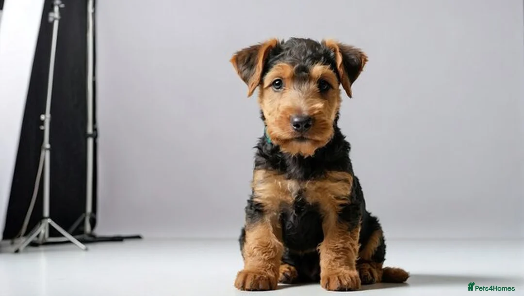 Airedale Terrier dogs for sale: This is a test advert please do not contact - Advert 2
