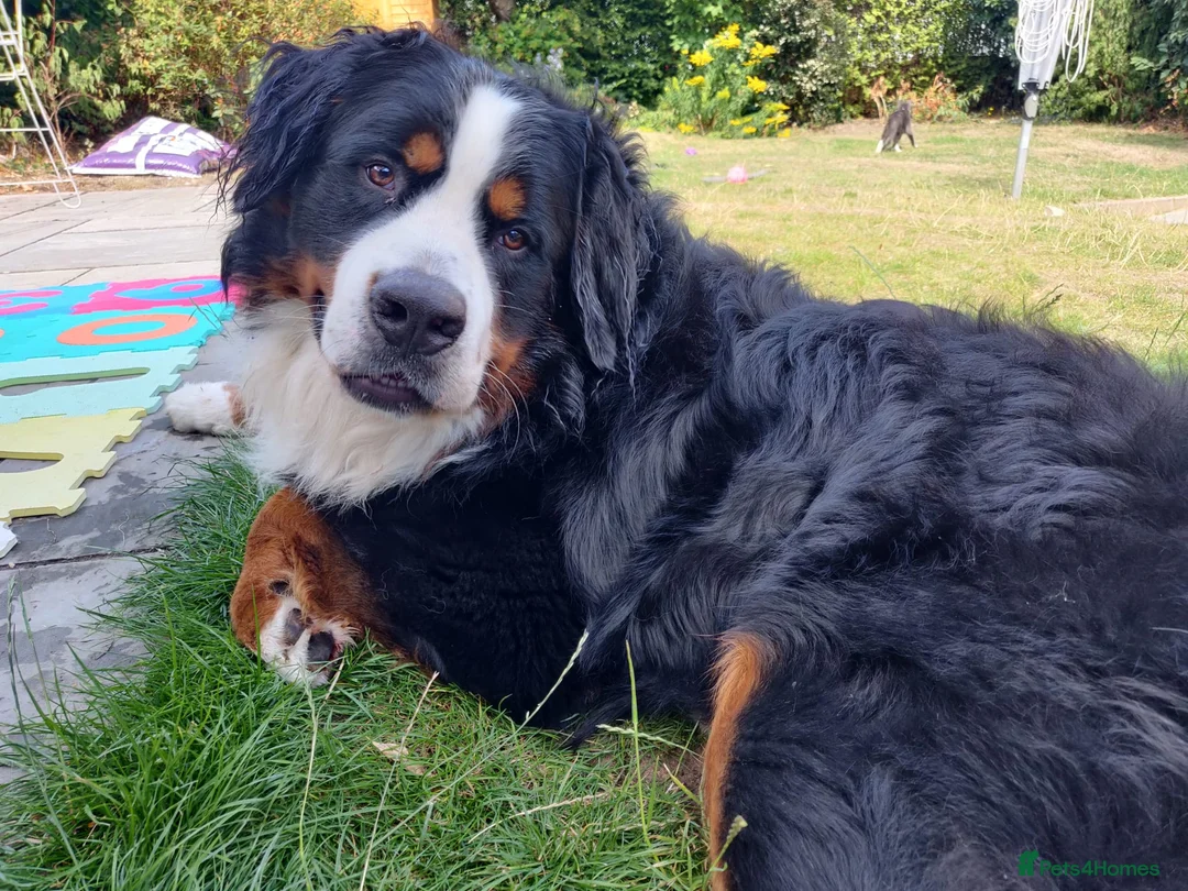 Bernese Mountain Dog dogs for stud: Proven Bernese Mountain Dog available for stud in Solihull - Advert 2