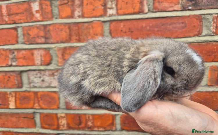 Mini Lop rabbits - Advert 1