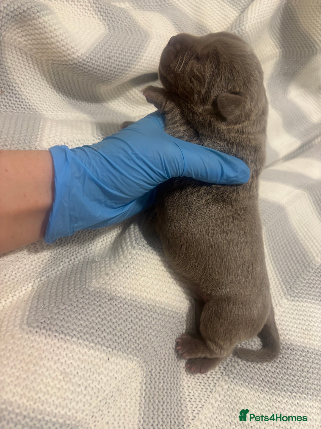 Neapolitan Mastiff dogs for sale: 💙 Neapolitan Mastiff Puppies champion bloodline💙 - Advert 13