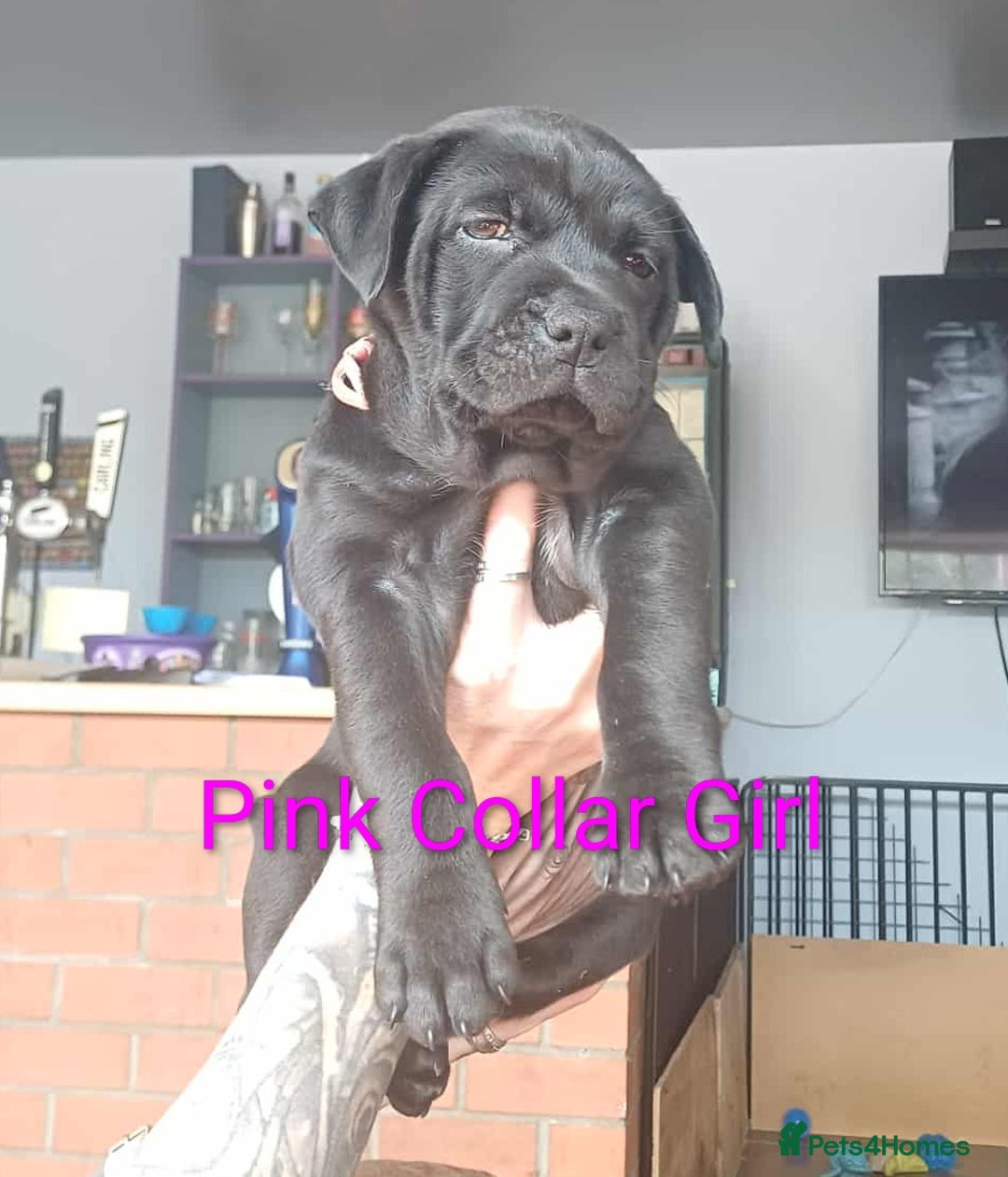 Mixed Breed dogs for sale: Ready to leave 3 Girls Left Shar-Pei x Chow pups  - Image 14
