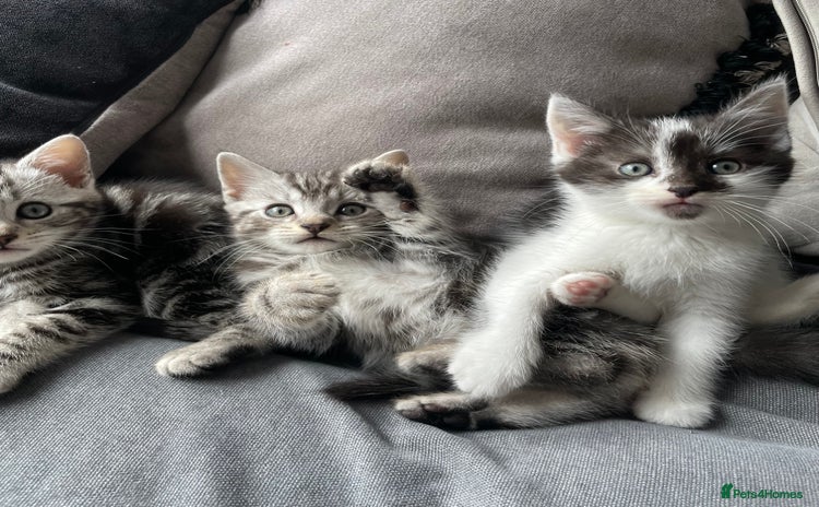American Shorthair cats - Advert 2